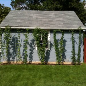 Hops Garden