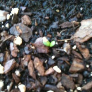 SomeGreeninmyHopsPlanter