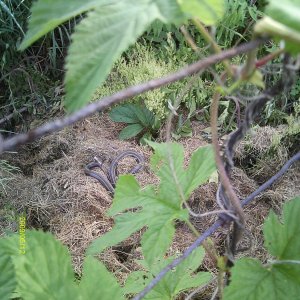 WildHopsOnmyfencerow