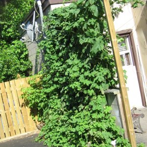 HopsMay31_2010_001