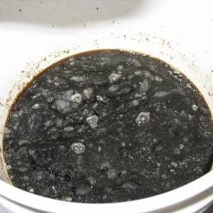stout_infectionjpg