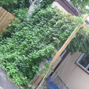 Hops_August_21