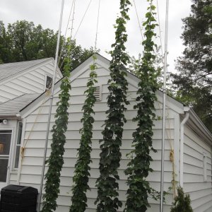 Newhoptrellis