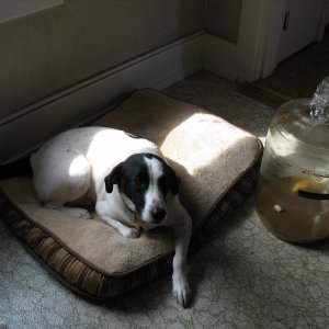 Pepper-brewdog