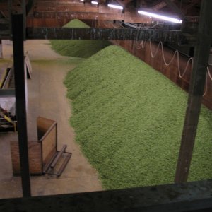 HugePileofHops
