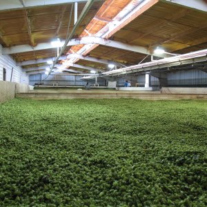 Thehopdryer