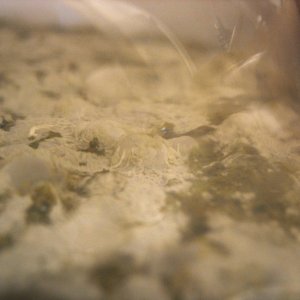 SecondaryonBrettafterdryhopping