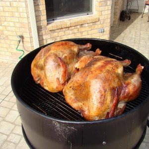 turkeys
