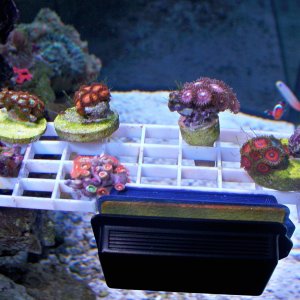 Zoas