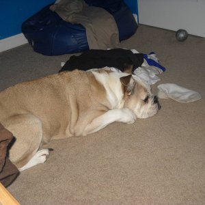 ThegreatestEnglishBulldogintheworld