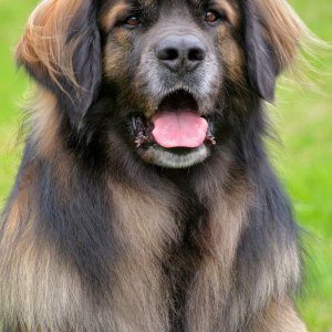 leonberger_201_20700_20clean