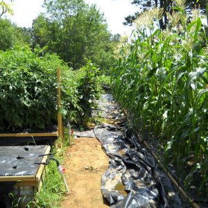 Garden0