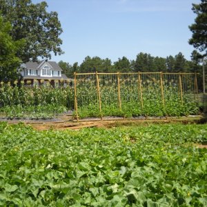 Garden3