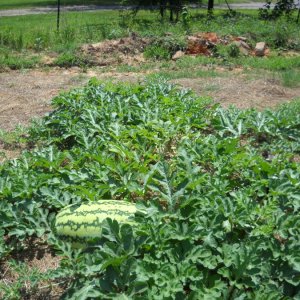 Garden4