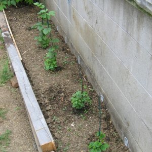 HopPlants2weeks