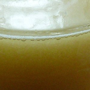 CloseupofyeaststarteronaDIYstirplate