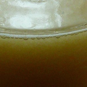 startercloseup