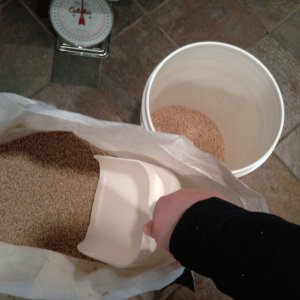 scoopinggrain