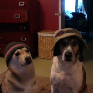 Dogsinhatstellnolies
