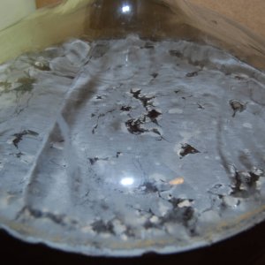 8_months_after_pitching_bugfarm_batch_4