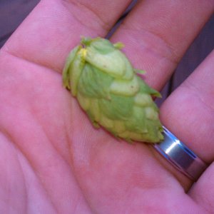 1syYearCascade