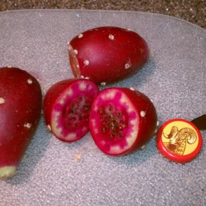 PricklyPears1