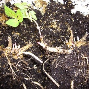 A pic of rhizome formation on dormant hop crowns. Rhizomes are not roots! They are an underground "stem" that grows from the mother plant and sends up shoots. they are easy to tell from roots because they thave a hooked growing tip.