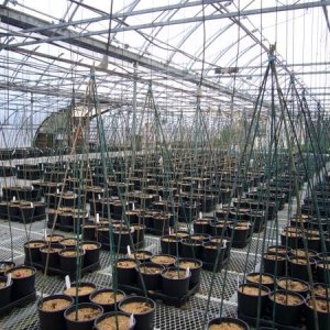 A pic at Great Lakes Hops of dormant crowns being staged for propagation. They will be forced out of dormancy with heat and lighting. This is how we produce plants year-around. Pic taken Late November.