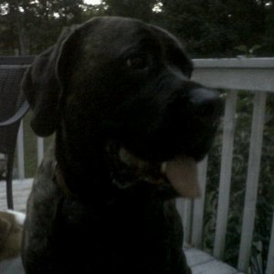 Deck_dog