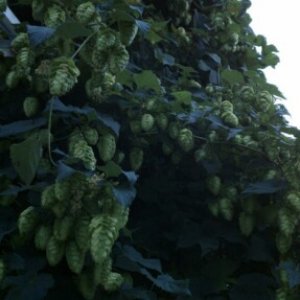 2011Hopharvest