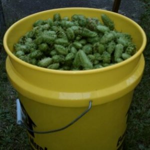2011Hopharvest