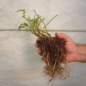 Hopplantpropagation