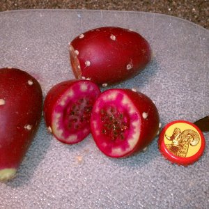 RipePricklyPears