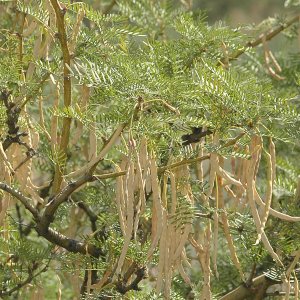HoneyMesquitePods