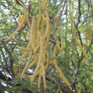 VelvetMesquitePods