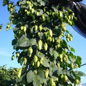 Picsofhopplantsearecurrentlygrowingatourfacility