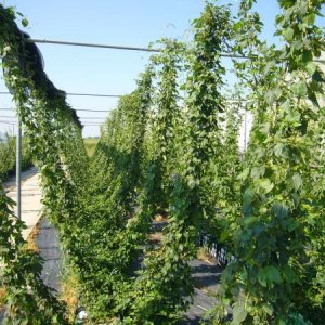 ContainerGrowingSystem