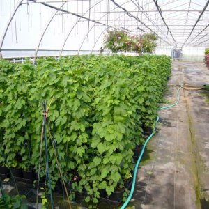 GrowingStock