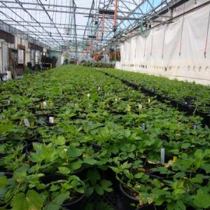 StarterPlants