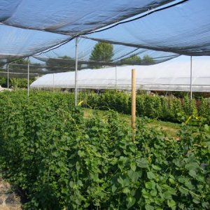 GrowingArea