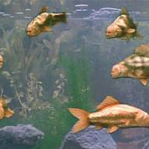 fish_tank