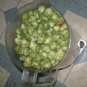 HopTube