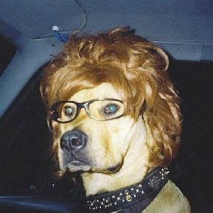 dogwigandglasses