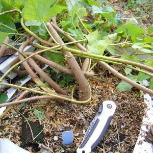 Hopgrowingtrialsfromstemcuttings