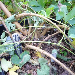 Hopgowingtrialsfromstemcuttings
