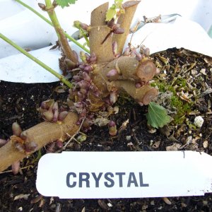 FirstyearcrownbudformationofhopcultivarquotCrystalquot