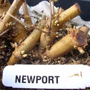 FirstyearcrownbudformationofhopcultivarquotNewportquot
