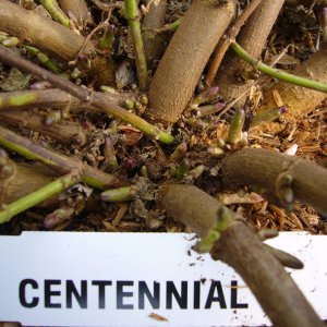 FirstyearcrownbudformationofhopcultivarquotCentennialquot
