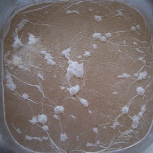 pellicle2