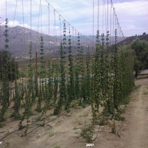 steadfasthopfarm2011